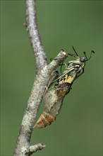 Hatching of a swallowtail butterfly