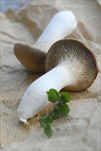 Brauner king trumpet mushroom
