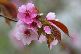 Japanese decorative cherry