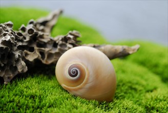 Snail shell on moss cushion