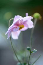 Autumn anemone