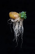 Sprouting potato with roots and leaves