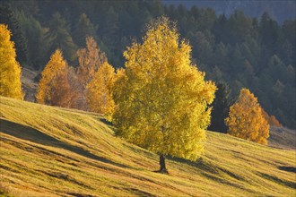 Birch in Lower Engadine