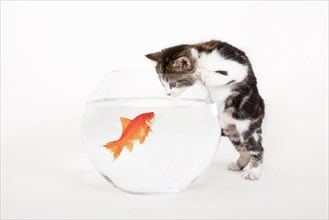 Goldfish in goldfish bowl and house cat