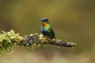 Fiery-throated hummingbird