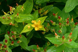 Shrubby hypericum