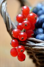 Currants and blueberries in basket