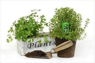 Planting herbs in boxes