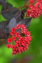 Dark red bladder piers