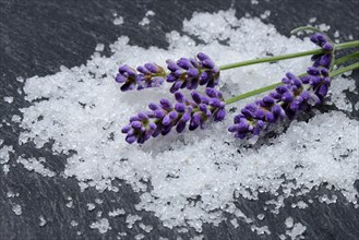 Sea salt and lavender flowers