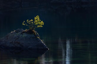 Pine on rocks in lake