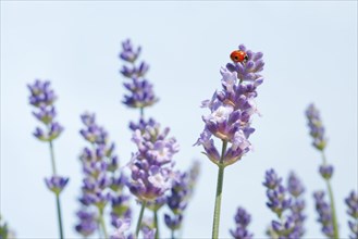 Two-spotted ladybird on lavender flower
