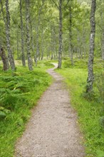 Footpath in birch forest
