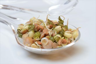 Mixed sprouts of lentils
