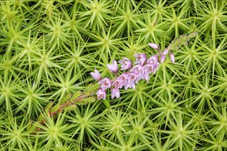 Heather flower and maidenhair moss