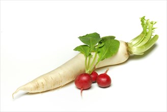 Radish and Red Radish