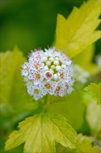 Physocarpus opulifolius