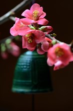 Bell and flowers of the ornamental quince