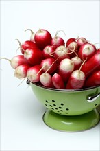 Red-white Red Radish