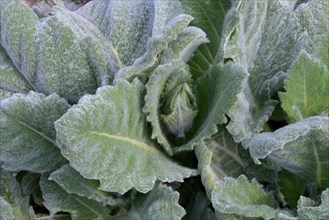 Silver-leaf sage