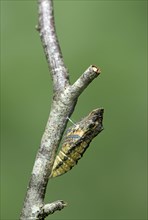 Hatching girdle pupa of a swallowtail butterfly