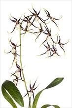 Orchid cultivar Brassidium Kenneth Bivin Santa Barbara