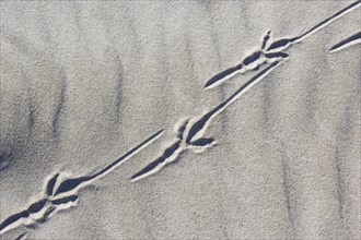 Bird tracks in the sand