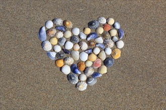 Shells form heart shape