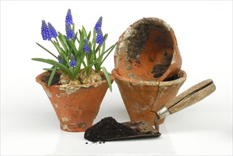 Grape hyacinths in clay pot
