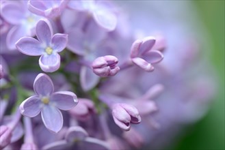 Common Lilac