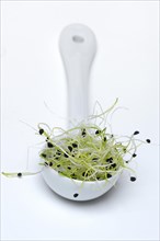 Onion sprouts in porcelain ladle