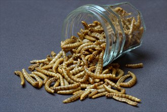 Dried mealworms in glass