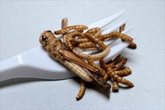 Locust and mealworms with plastic fork