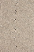 Bird tracks in the sand