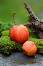 Two decorative apples in the moss