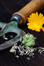 Marigoldsseeds and flowers