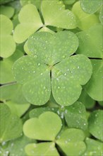 Forest clover with water drop