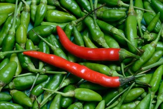 Red and green chilli peppers