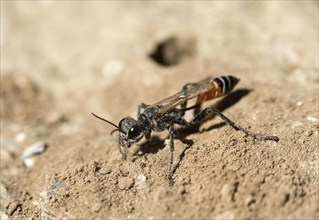 Female of the southern digger wasp