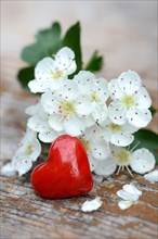 Hawthorn blossoms and red heart /