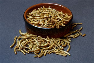 Mealworms in shell