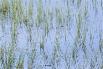Leaves of grass reflected in the water