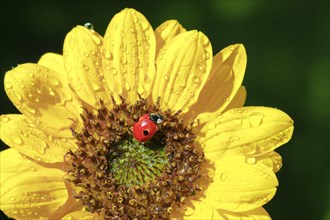 Two-spot ladybird on sunflower