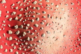 Fly agaric