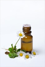 Daisy blossoms and daisy tincture in drop bottle