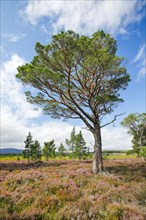 Scots pine