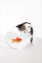 Goldfish in goldfish bowl and house cat