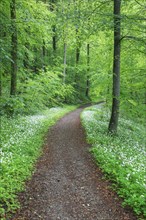 Forest path with blooming wild garlic