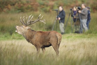 Red Deer or Hart