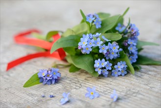 Forget-Me-Not